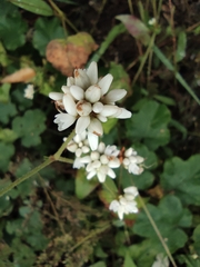 Persicaria senticosa