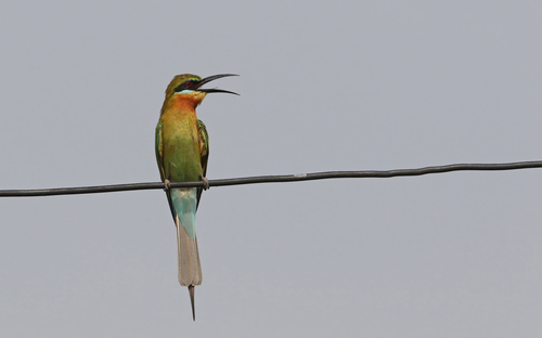Blue-tailed Bee-eater (Merops philippinus), photo 7