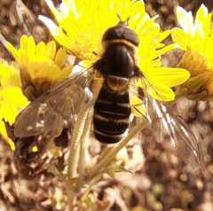 Betasyrphus serarius