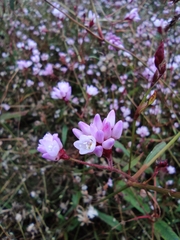 Persicaria hastatosagittata
