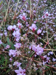 Persicaria hastatosagittata