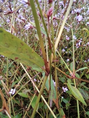 Persicaria hastatosagittata