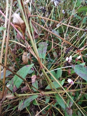 Persicaria hastatosagittata