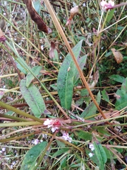 Persicaria hastatosagittata