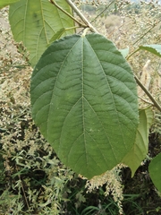 Grewia biloba