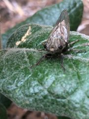 Gelidea torrida
