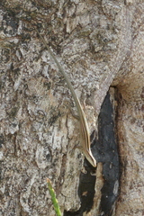 Emoia cyanura