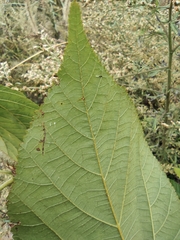 Grewia biloba