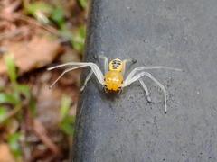 Poecilothomisus speciosus