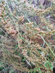 Artemisia argyi