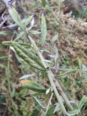 Artemisia argyi