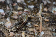 Pterostylis despectans