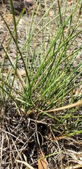 Lomandra effusa