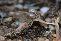 Pterostylis despectans