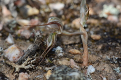 Pterostylis despectans