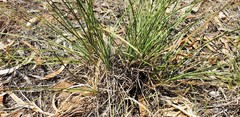 Lomandra effusa