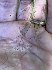 Poa matthewsii