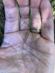 Poa matthewsii