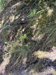 Poa matthewsii