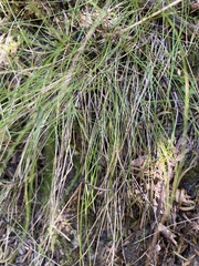 Poa matthewsii