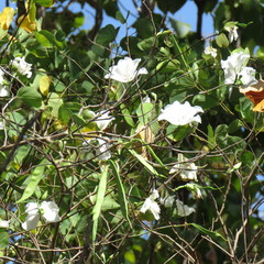 Bauhinia variegata candida