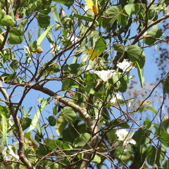 Bauhinia variegata candida