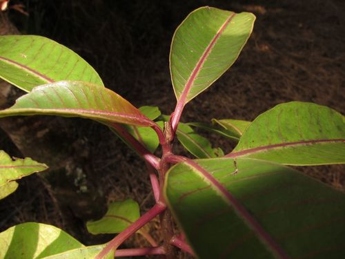 Charpentiera elliptica