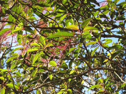 Charpentiera elliptica