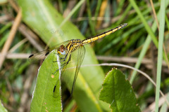 Trithemis dorsalis