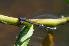 Pseudagrion citricola