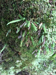 Notogrammitis ciliata