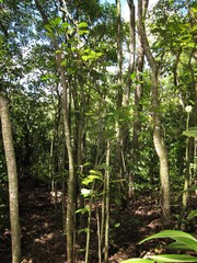 Charpentiera obovata