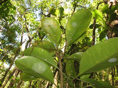 Charpentiera obovata
