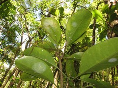 Charpentiera obovata