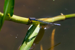 Pseudagrion citricola