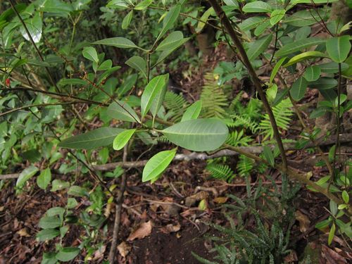 Charpentiera obovata