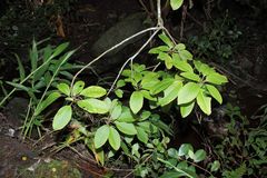 Charpentiera obovata