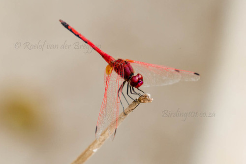 Red-veined Dropwing