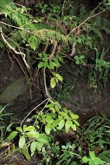 Charpentiera obovata