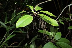 Charpentiera obovata