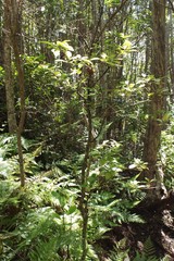 Charpentiera obovata