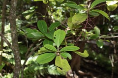 Charpentiera obovata