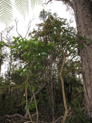 Charpentiera ovata observed 2012-03-16
