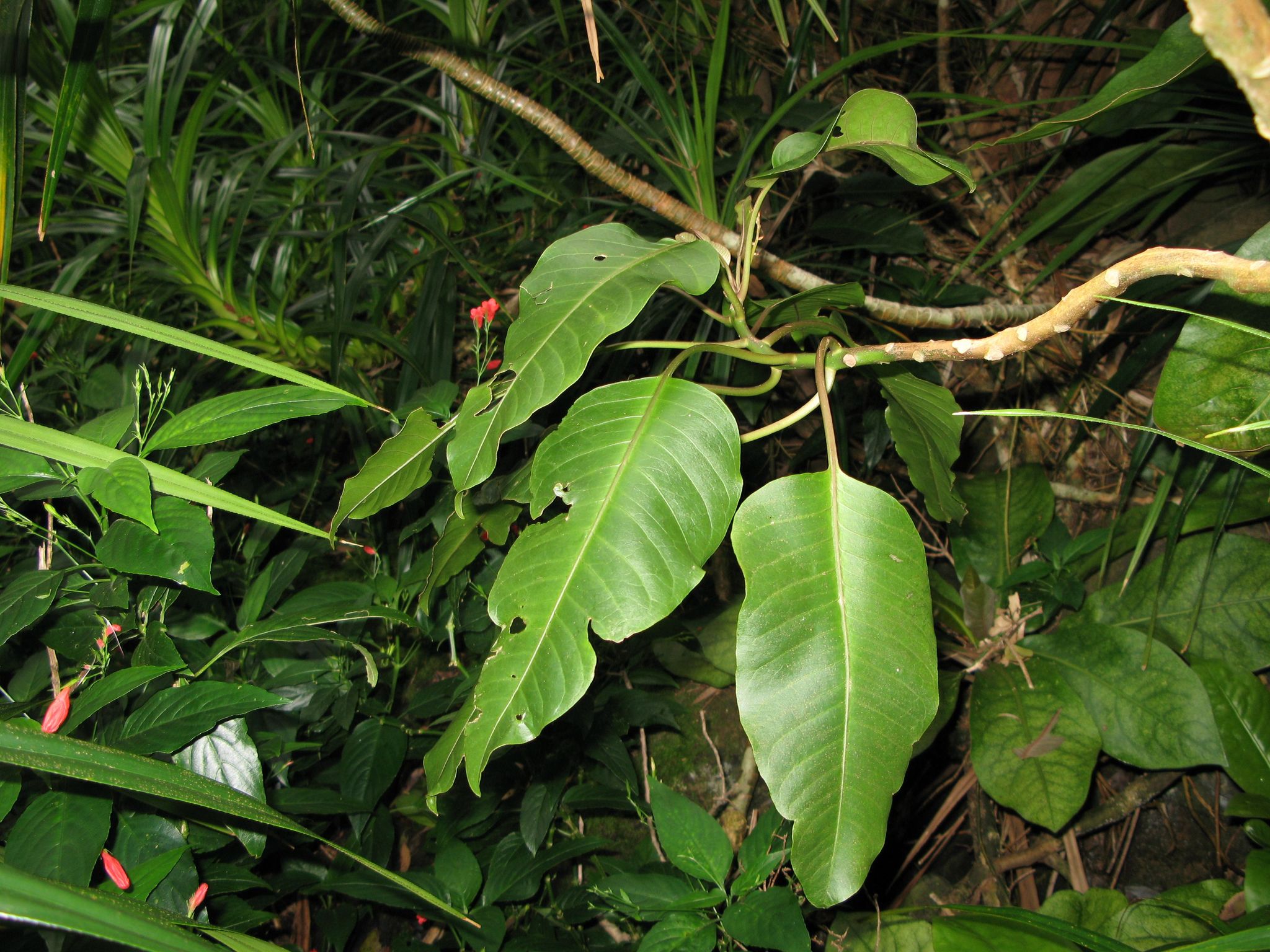 Charpentiera ovata