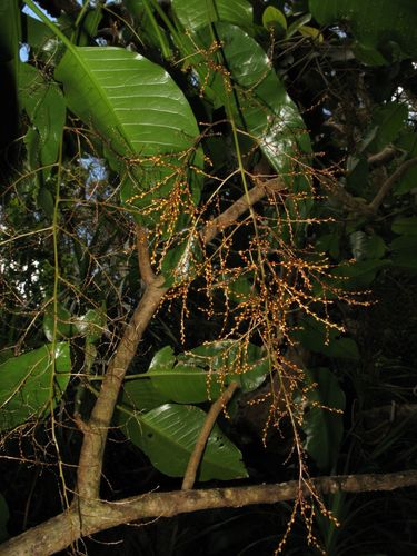 Charpentiera ovata