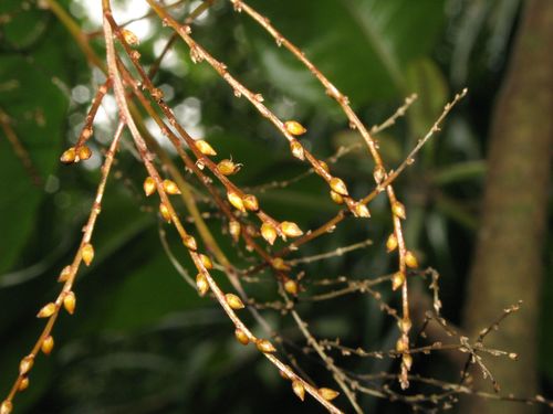 Charpentiera ovata