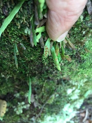 Notogrammitis ciliata