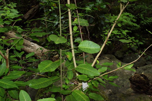 Charpentiera ovata observed 2009-09-26