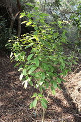 Charpentiera tomentosa