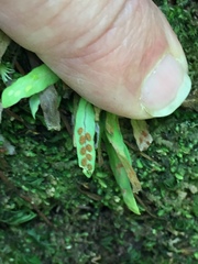 Notogrammitis ciliata